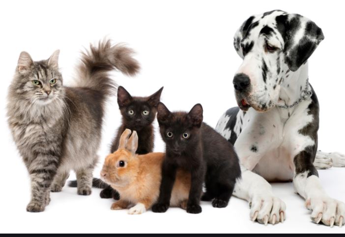 Animals